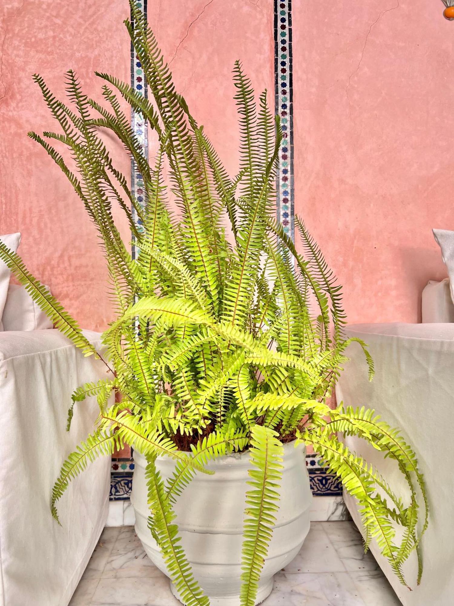 מרקש Riad Azad & Spa מראה חיצוני תמונה